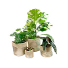 Slouchy Planters - Golden - Free Bird CA