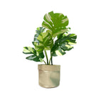 Slouchy Planters - Golden - Free Bird CA